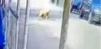 Göz göre göre cipi ile köpeğin üzerinden böyle geçti