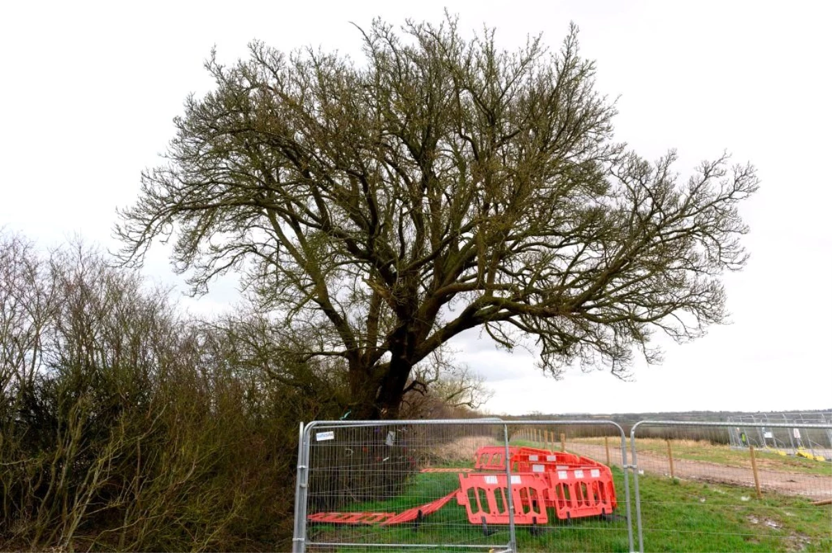 İngiltere\'de 250 yıllık armut ağacı tren yolu yapımı için kesildi