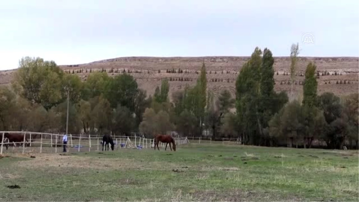 Şampiyon atların yetiştiği haranın tayları yarış yolunda