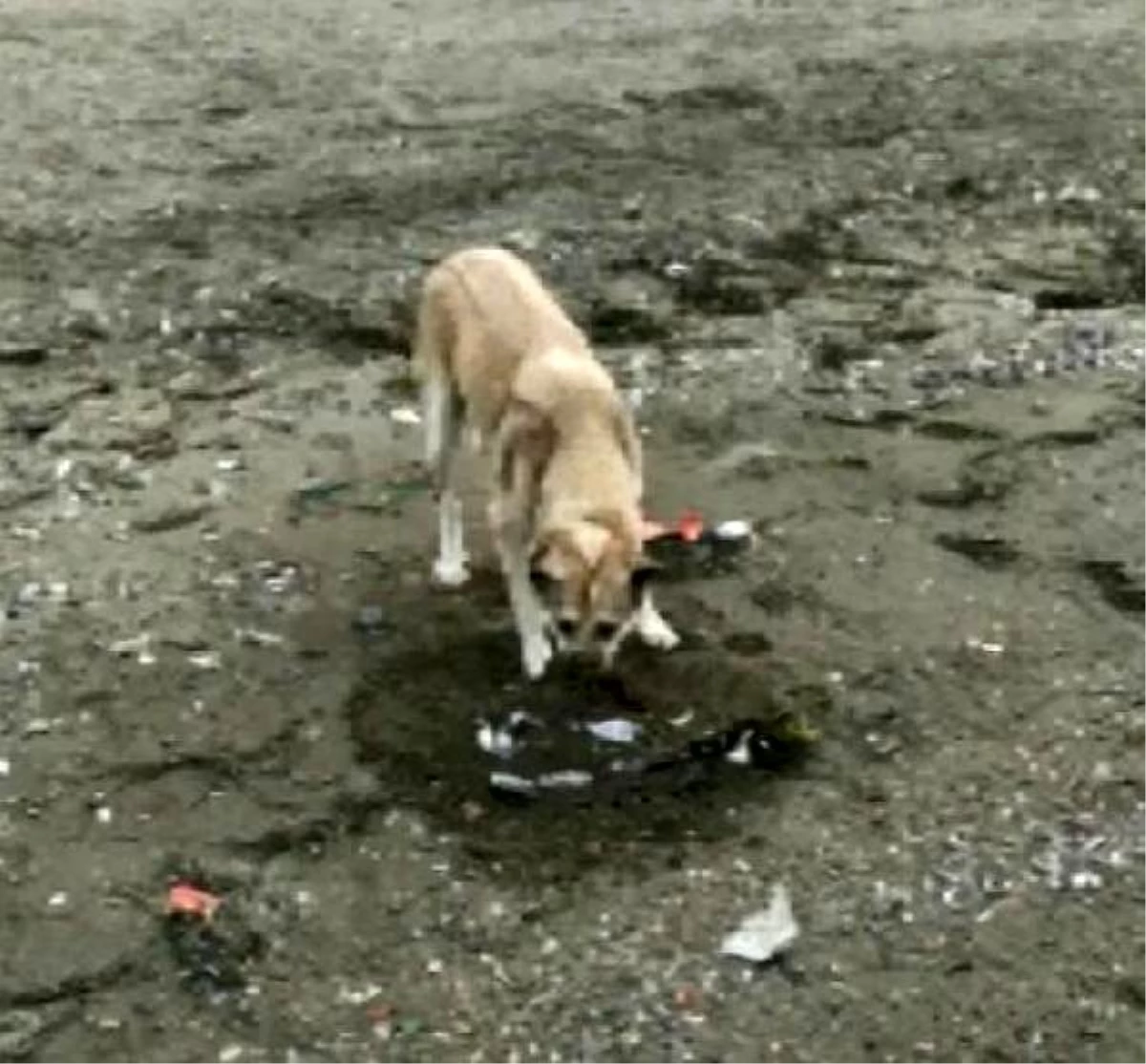 Sokak köpeği, ölen martının üzerine toprak attı