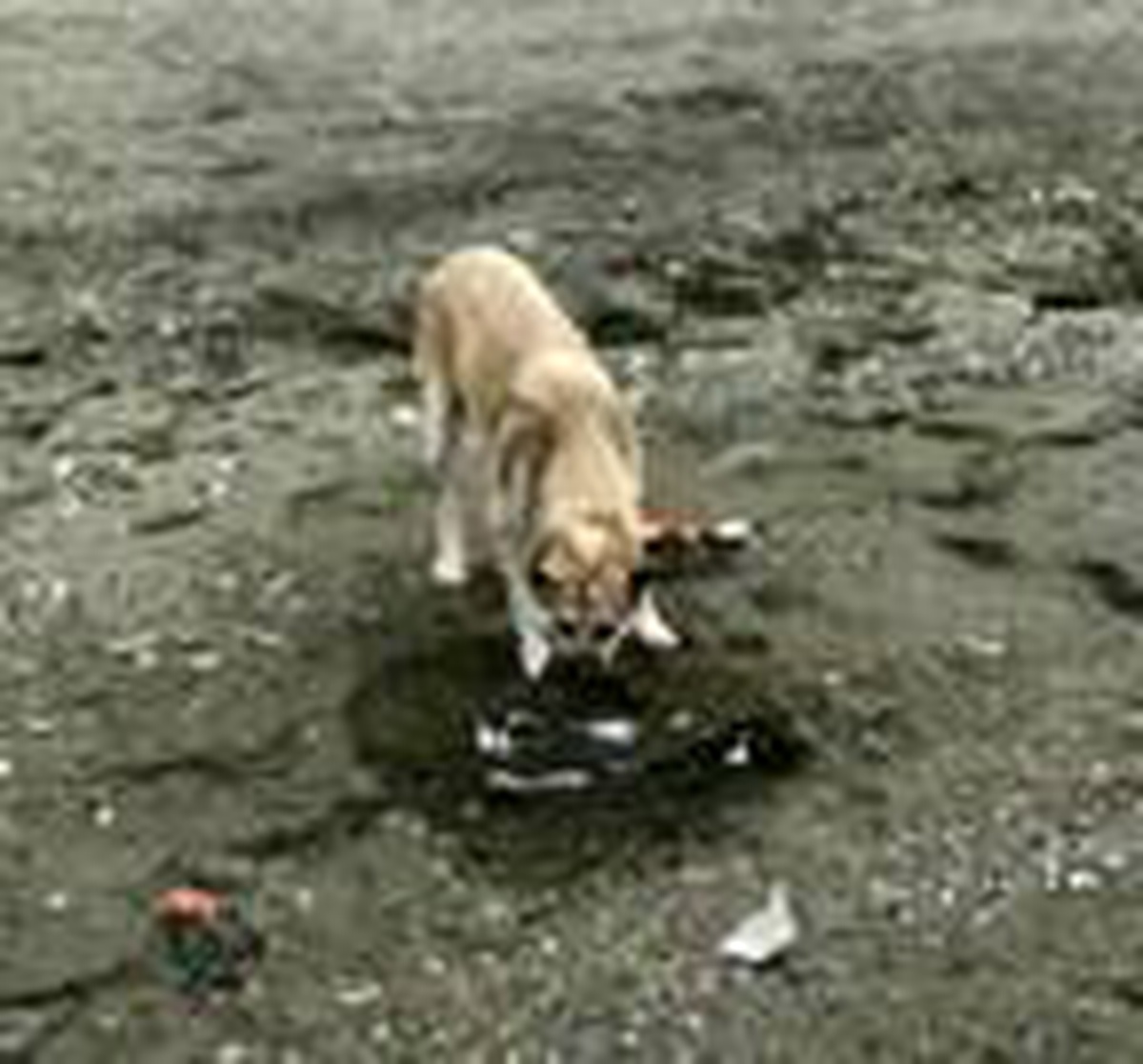 Sokak köpeği, ölen martının üzerine toprak attı