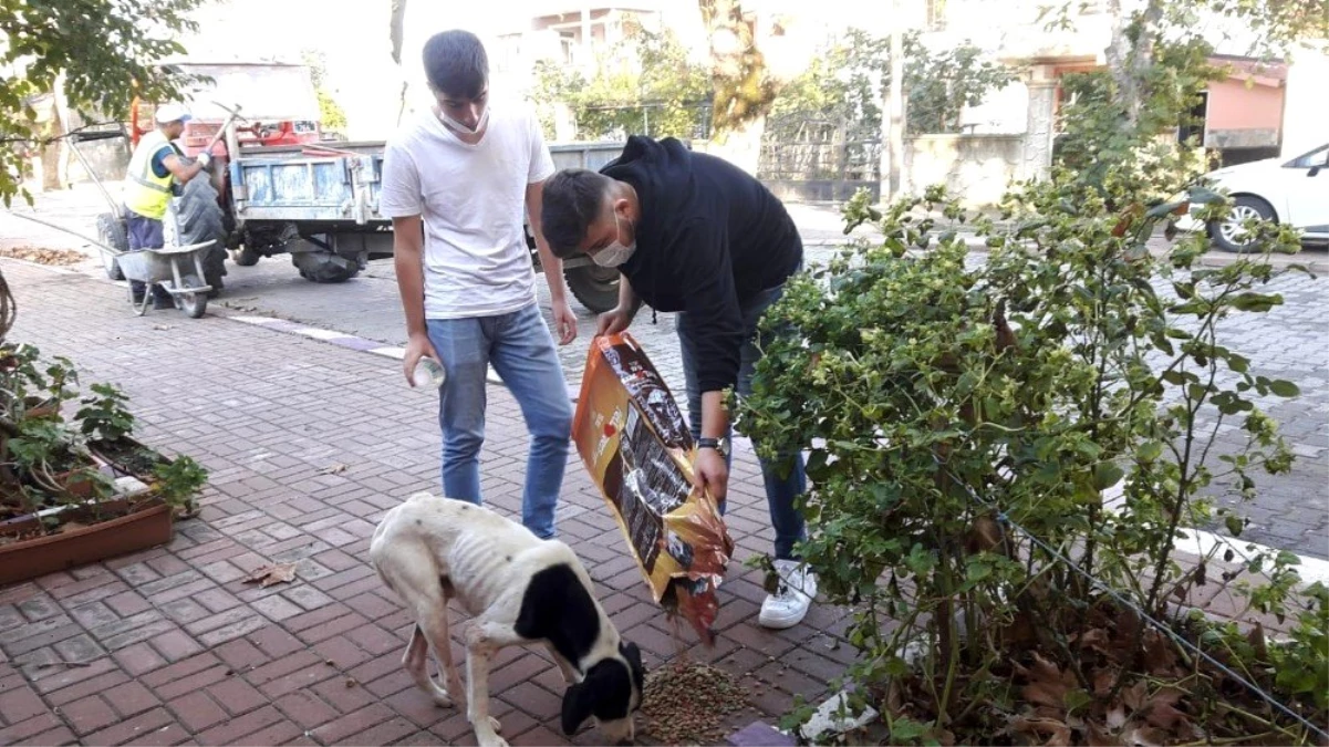 Sokak sokak gezerek hayvanları besleyen gençler takdir topladı