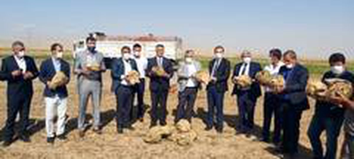 Yazıhan\'da pancarının kalitesine tam not
