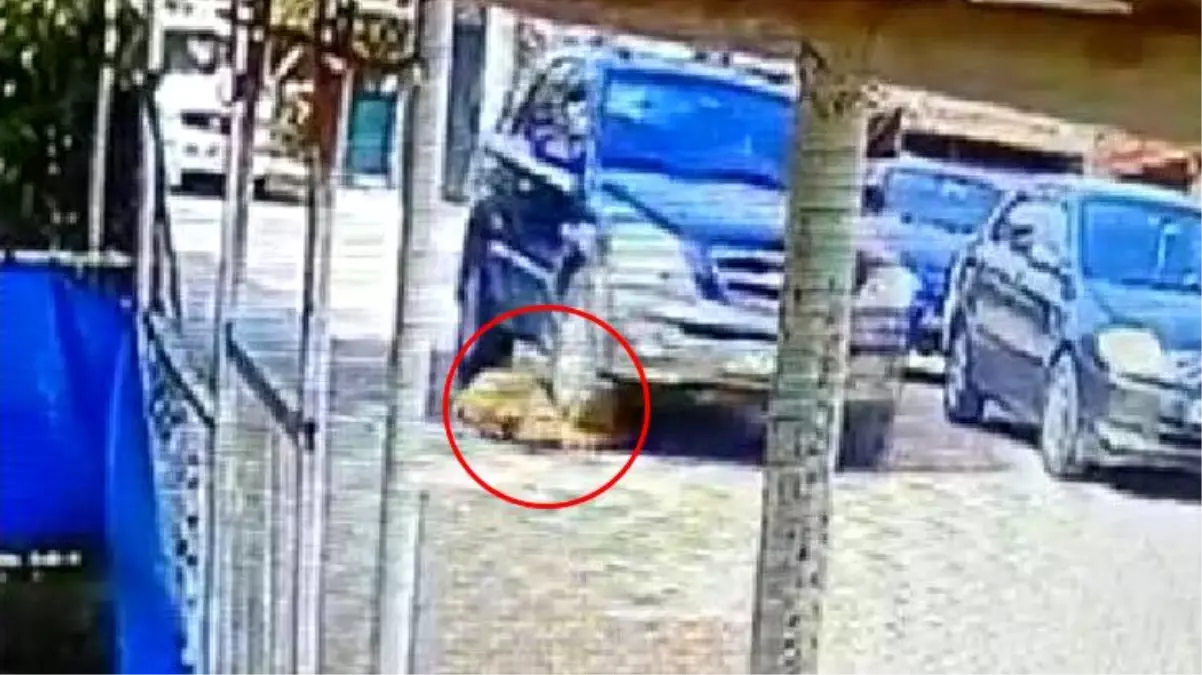 Yol ortasında duran köpeği ezip, yoluna devam etti! O anlar kameraya yansıdı