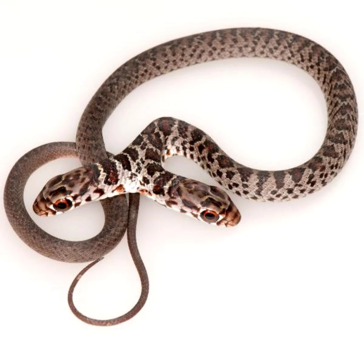 ABD\'nin Florida eyaletinde çift başlı yılan bulundu
