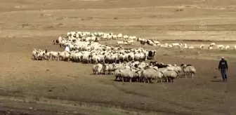 Asırlık koç katım geleneği renkli görüntüler oluşturdu