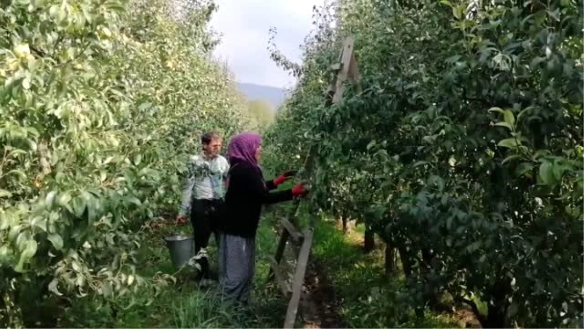 İnegöl\'de 6 bin dekar alanda deveci armudu hasadı başladı