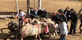 Koçköy'de 'koç katım' töreni