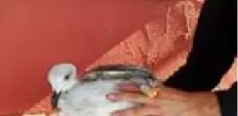 Misinaya dolanan martıyı itfaiye kurtardı