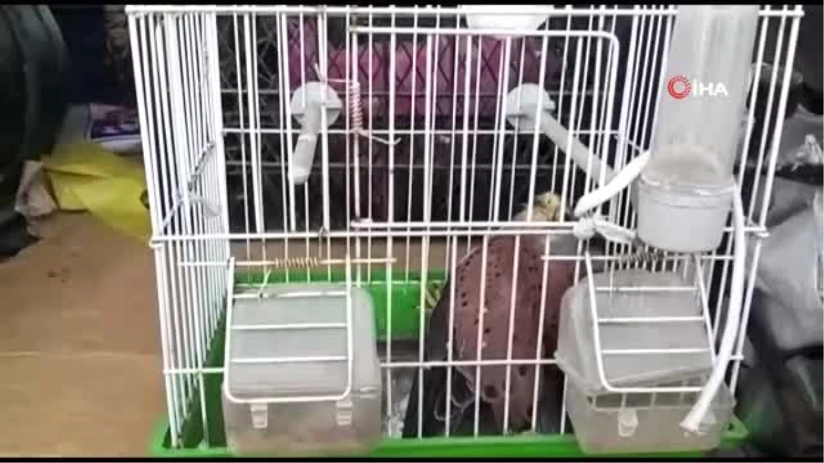 Nesli tükenmekte olan kuşu kediden kurtardı
