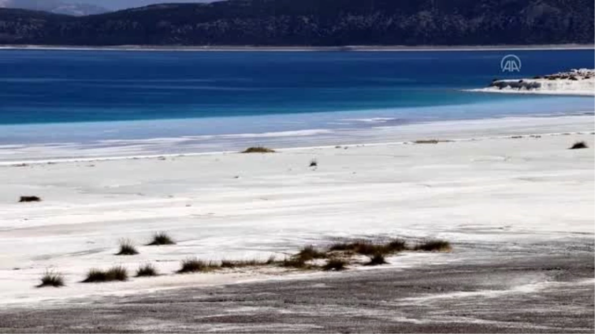 Salda Gölü\'ne özgü iki sığırkuyruğu türü bitkisi koruma altına alındı