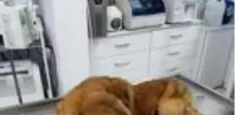 Son dakika haberleri! Sinop'ta köpeğe silahla saldırıya suç duyurusu