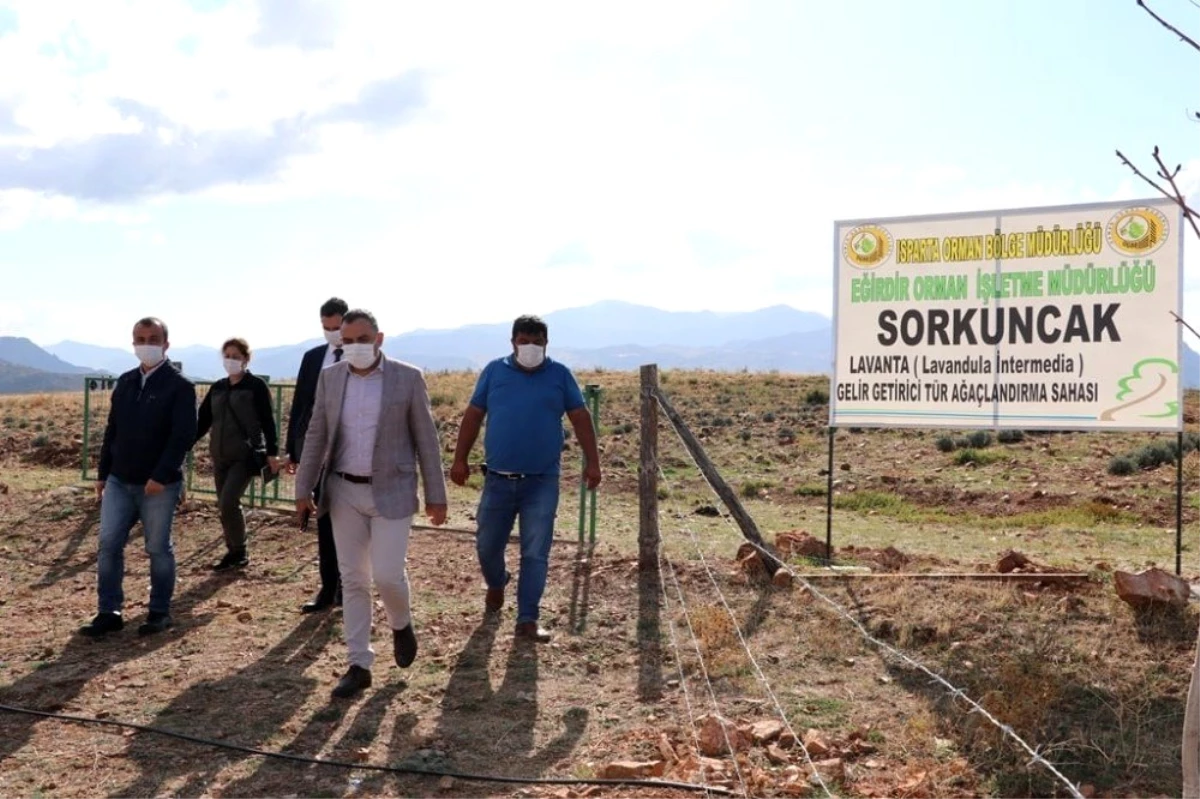 Sorkuncak Köyü lavantalarla cazibe merkezi haline getirilecek