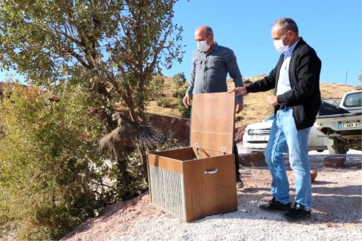 Tedavileri tamamlanan kartal, şahin ve kerkenez doğaya salındı