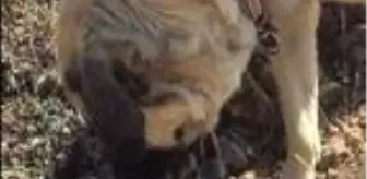 Annesinin terk ettiği kuzuya çoban köpeği Tony, sahip çıktı