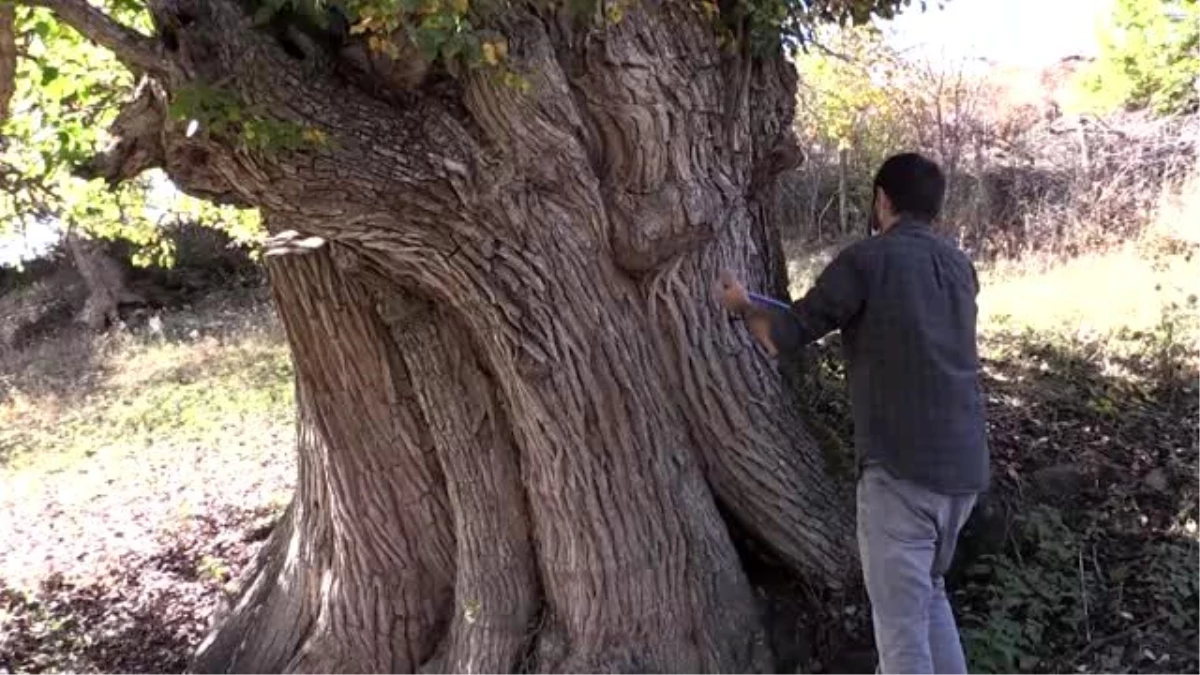 Artvin\'de 1500-2 bin yıllık armut ağacı tespit edildi