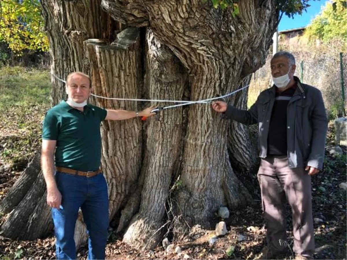 Artvin\'de, 2 bin yıllık armut ağacı tescil ediliyor