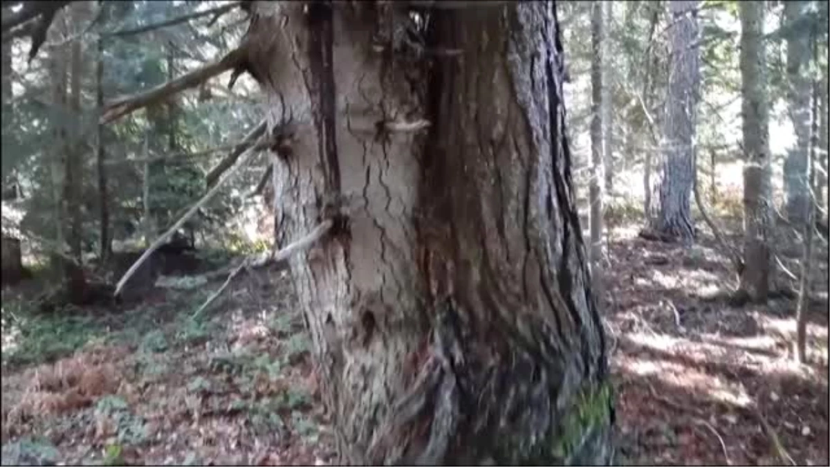 Aynı kökte birbirlerine sarılı çam ve köknar ağaçları görenleri şaşırtıyor