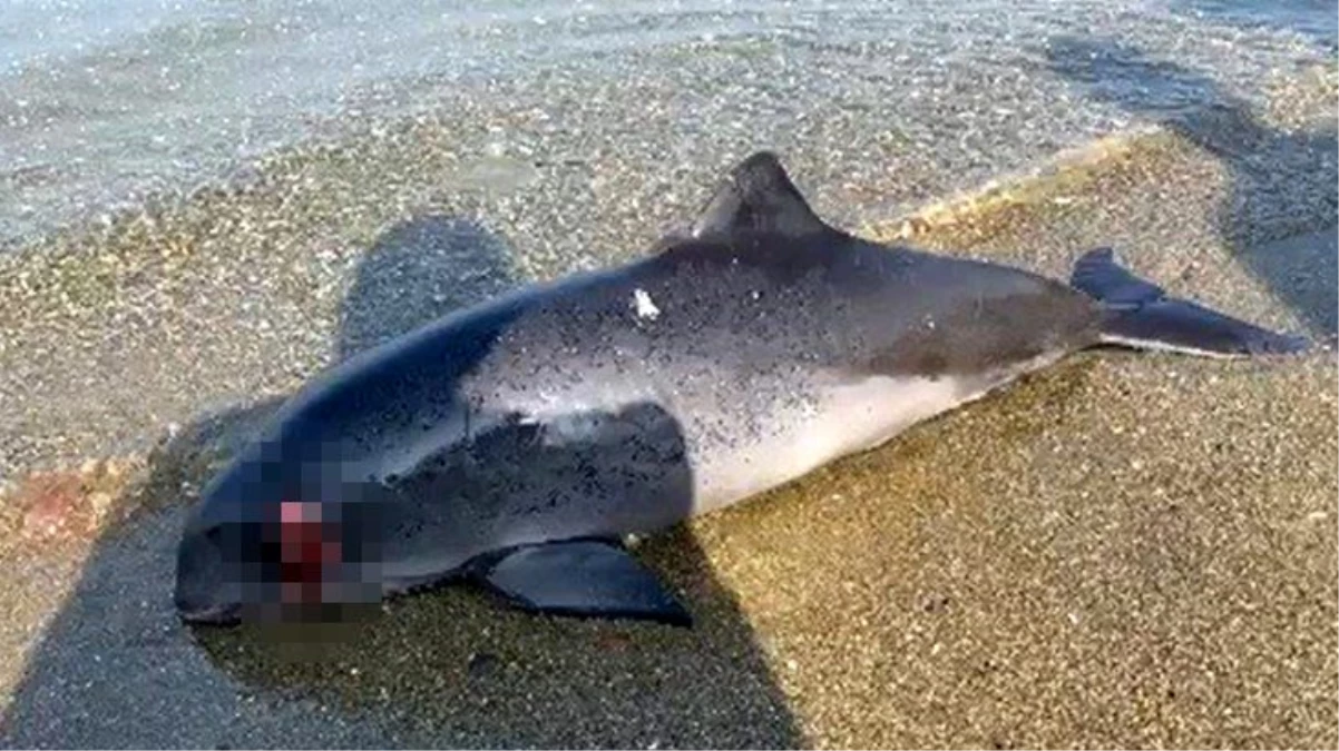 Başından vurulmuş yavru yunus balığı karaya vurdu