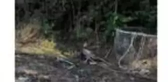 Son dakika: 30 metrelik kuyuya düşen tilki kurtarıldı