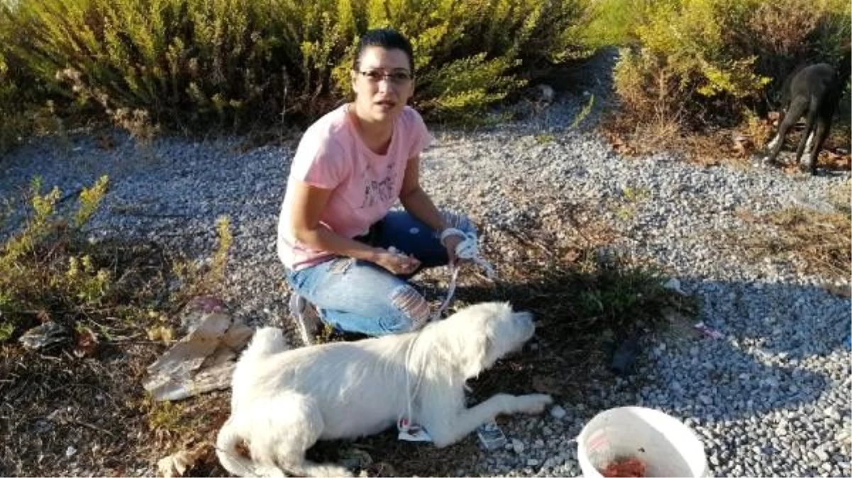 Antalya\'da \'köpekler dağlık alana bırakıldı\' iddiası