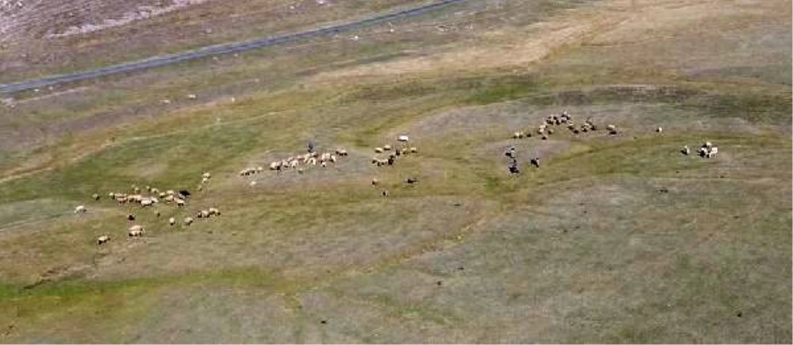 Ardahan\'da kayıp koyun sürüsü, dronla bulundu