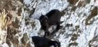 Kayalıklarda mahsur kalan 3 keçi, halatla çekilerek kurtarıldı