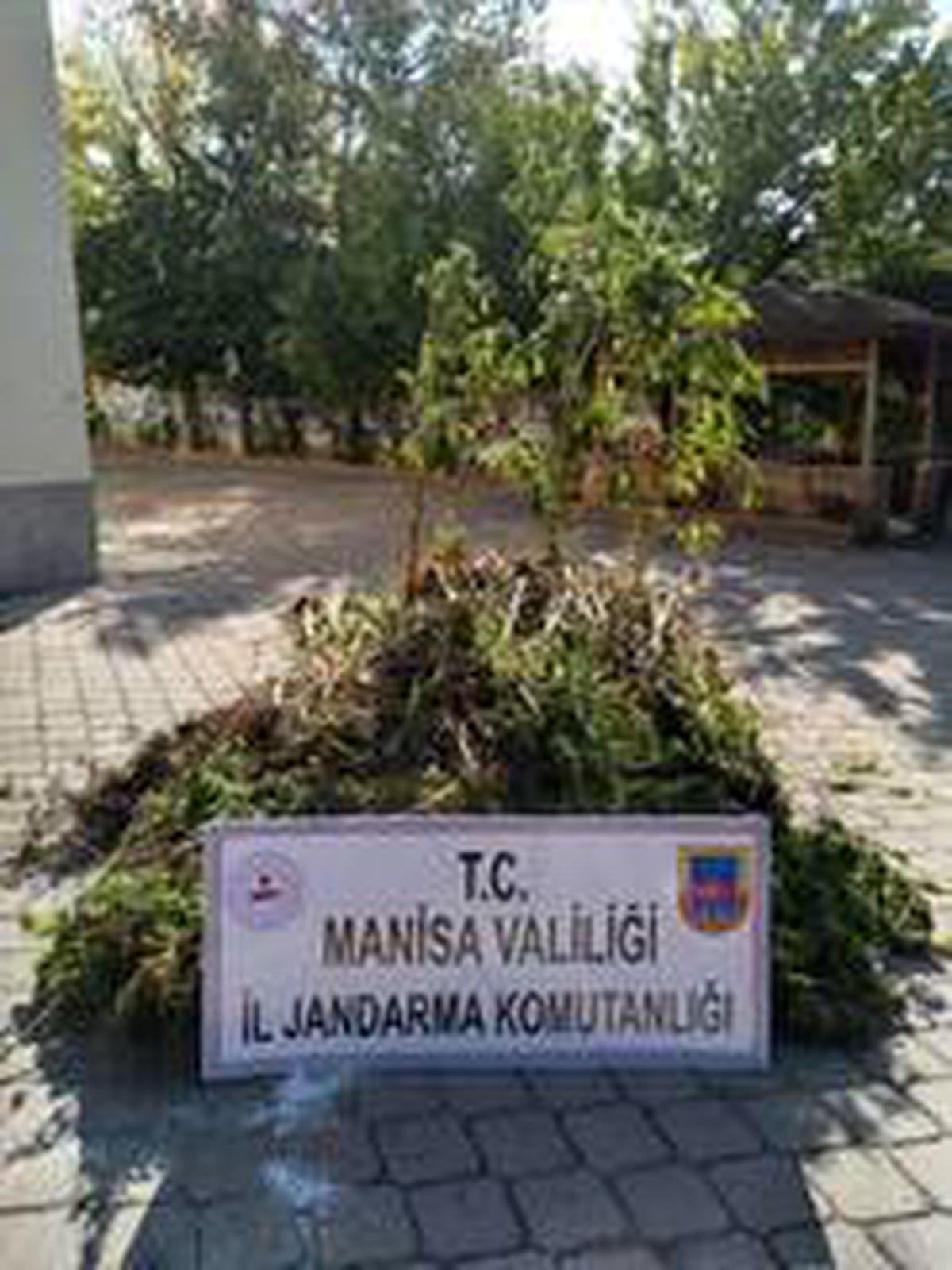 Manisa\'da 721 kök kenevir ele geçirildi