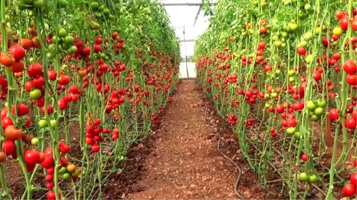 Türkiye\'nin yaş meyve ve sebze ihracatında ilk sıraları "kiraz-vişne" ile "domates" aldı