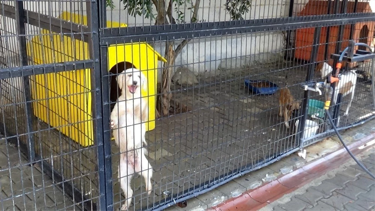 Yazlıkçıların sokağa terk ettikleri hayvanlara belediye sahip çıktı