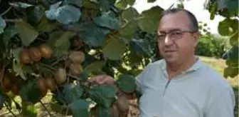 Banka sektörünü bıraktı kivi yetiştiriciliğine başladı