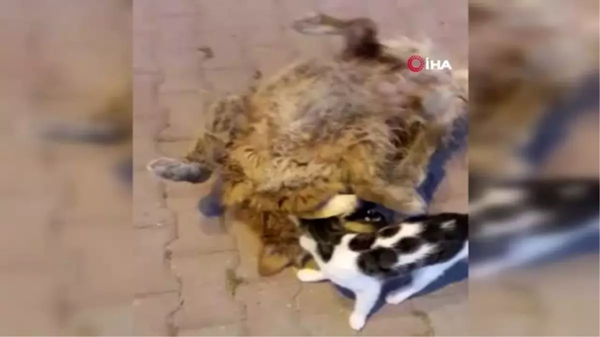 Kediyle köpeğin dostluğu kamerada