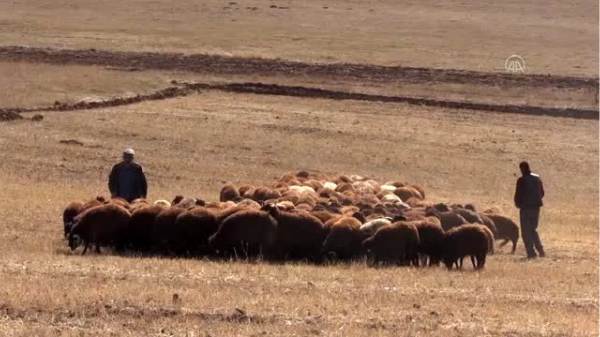 "Köyümde Yaşamak İçin Bir Sürü Neden Projesi"nde çiftçilere koyun dağıtıldı