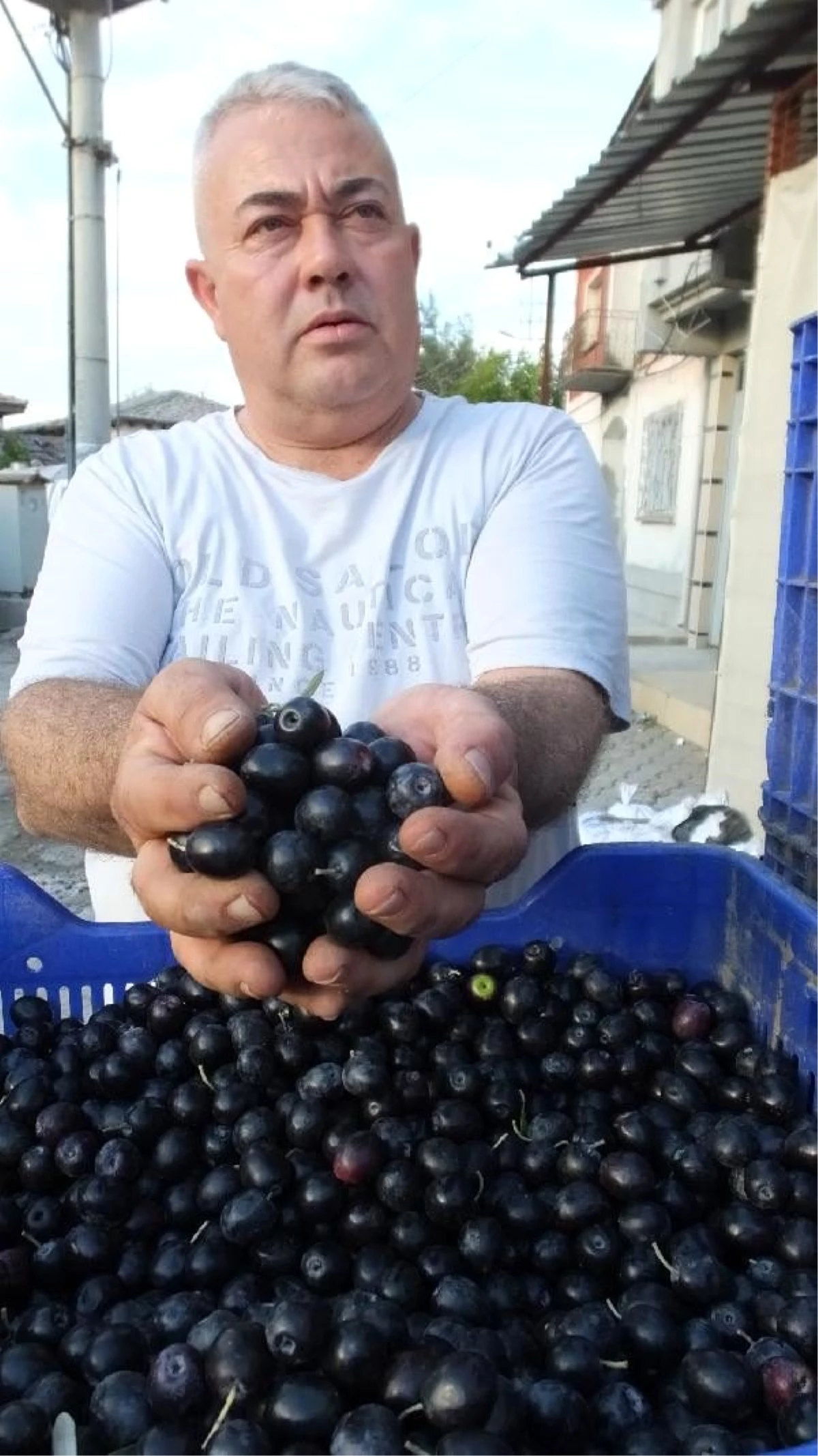 Tarım Kredi Kooperatifi zeytin alım fiyatını açıkladı