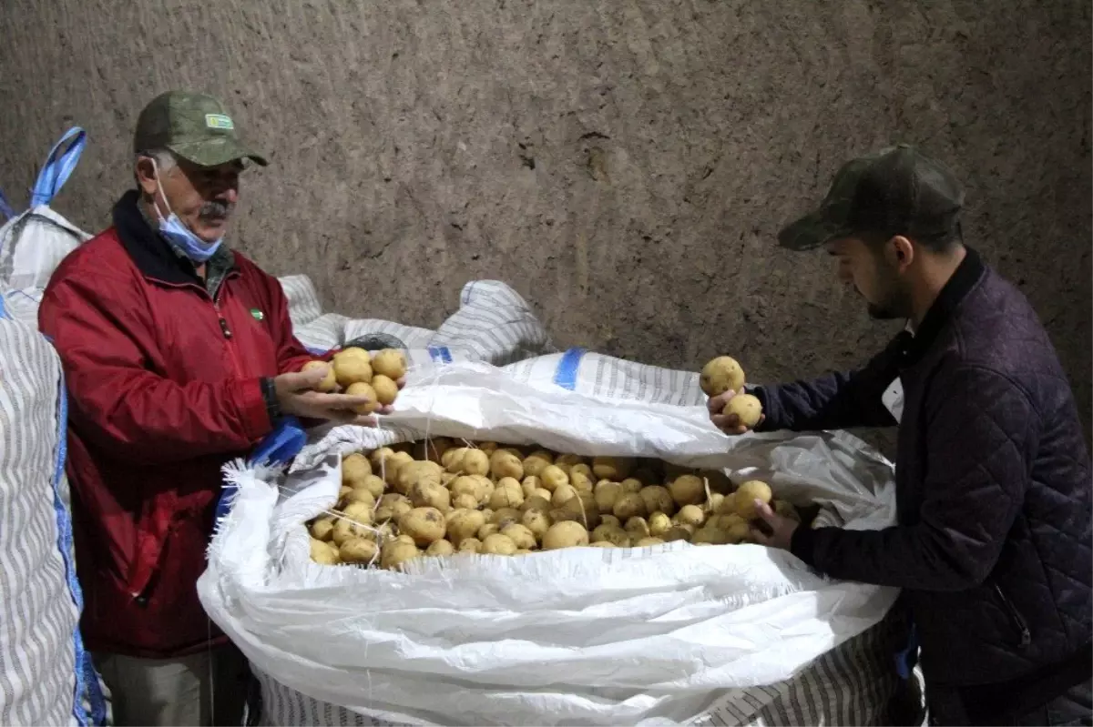 Yerli patates tohumu ile ithalatın önüne geçilecek