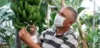 Anamur'da muz müzesi hedefi