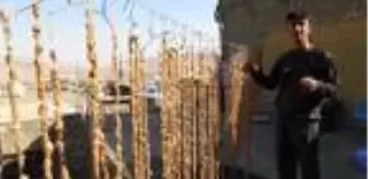 Batman'da üzümün pekmez ve pestile dönüşüm yolculuğu sürüyor