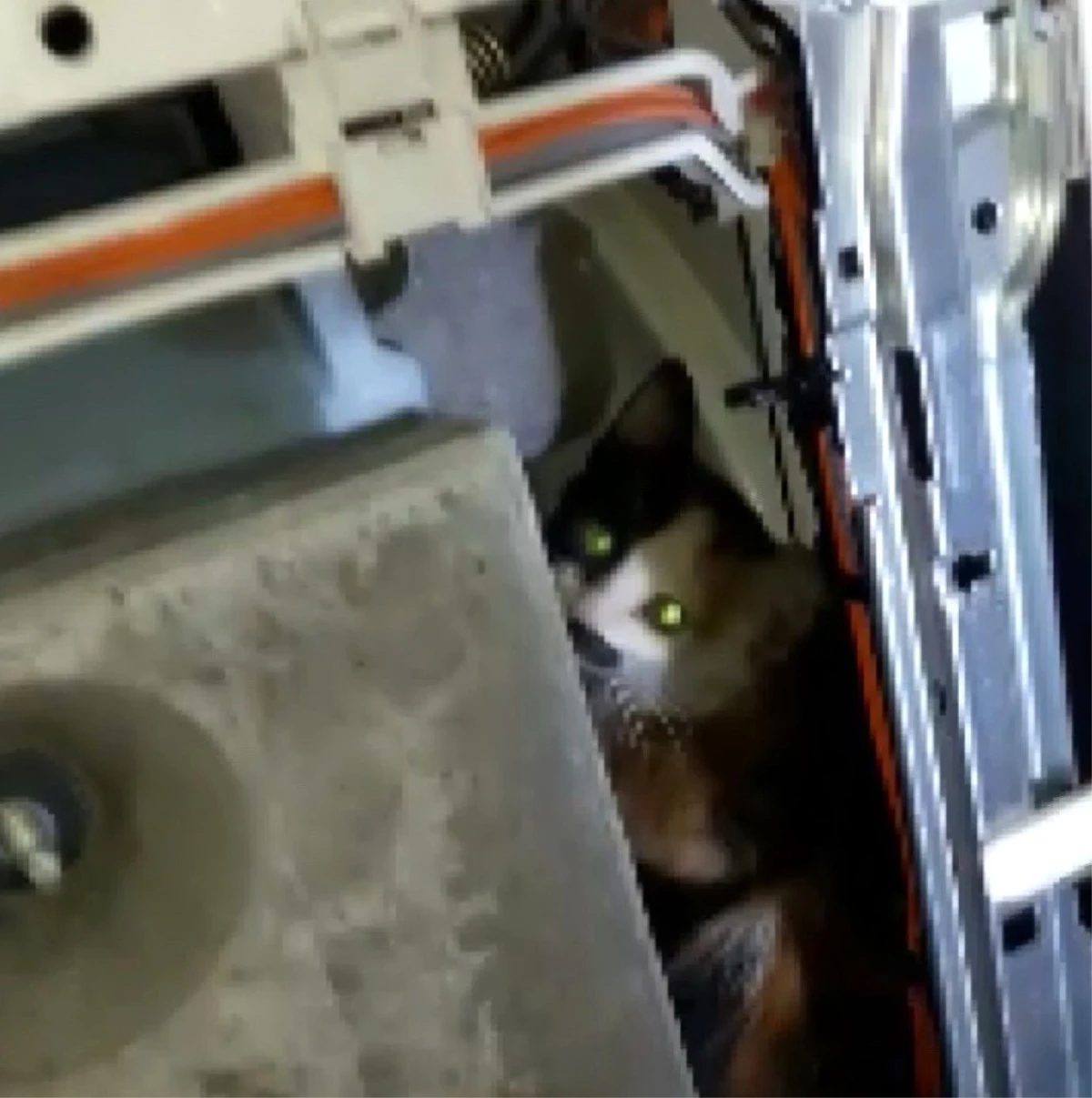 Son dakika haber! Çamaşır makinesinde mahsur kalan kediyi itfaiye kurtardı