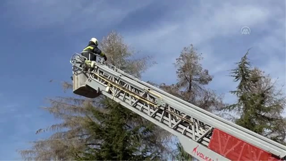 Çıktığı ağaçtan inemeyen kediyi itfaiye ekipleri kurtardı
