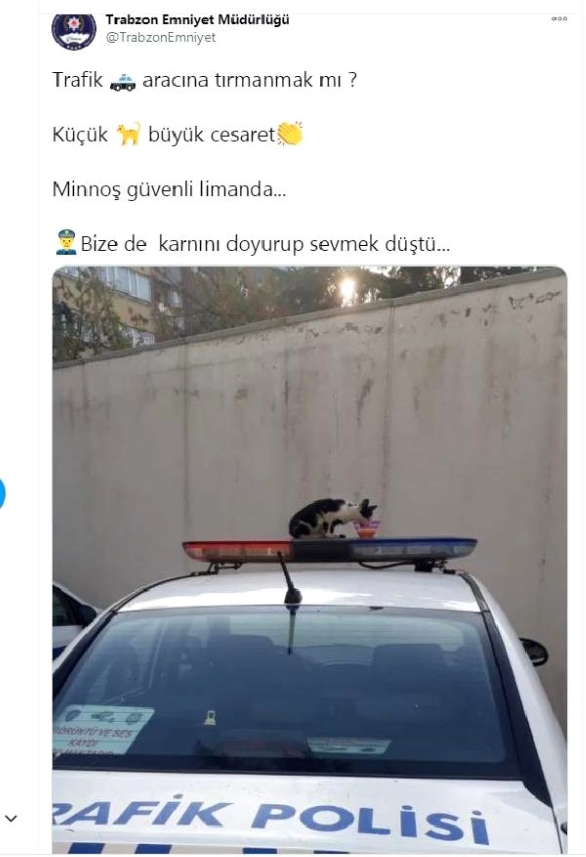 Son dakika haber | Ekip otosunun tepe lambasına çıkan kediye polislerden mama