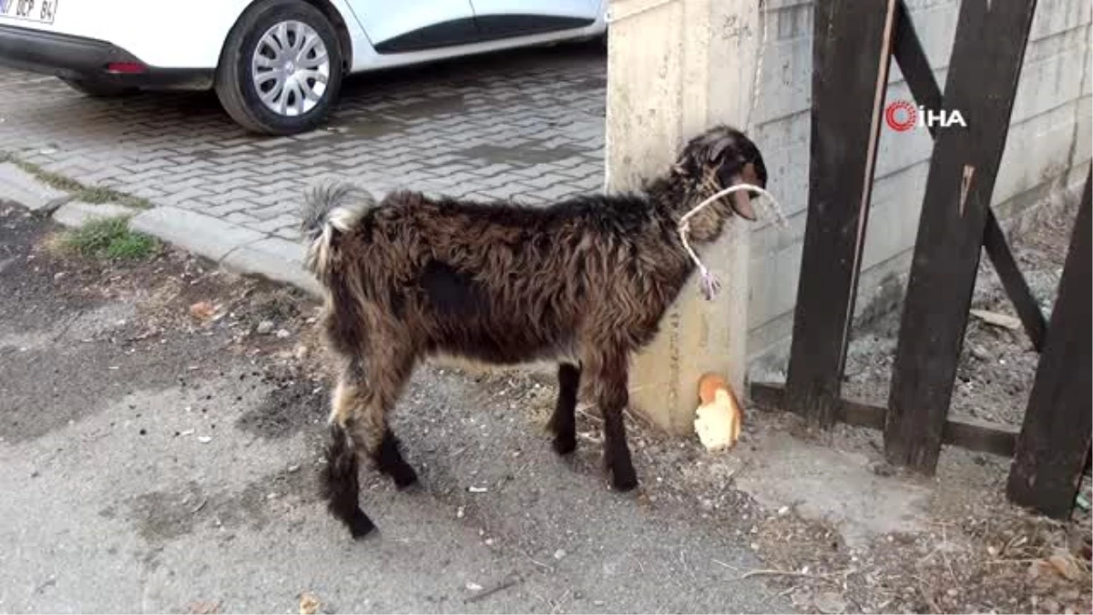 Son dakika haberi | Firari keçiyi çocuklar yakaladı