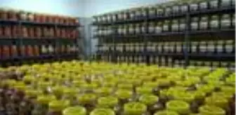 Kırşehir'den 3 ülkeye turşu, yufka, pekmez ve erişte ihracı