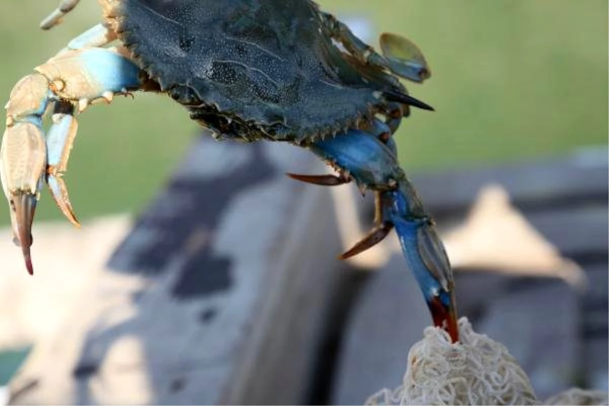 Soyu tükenme tehlikesiyle karşı karşıya kalan mavi yengeçleri avlamanın cezası 5 bin TL