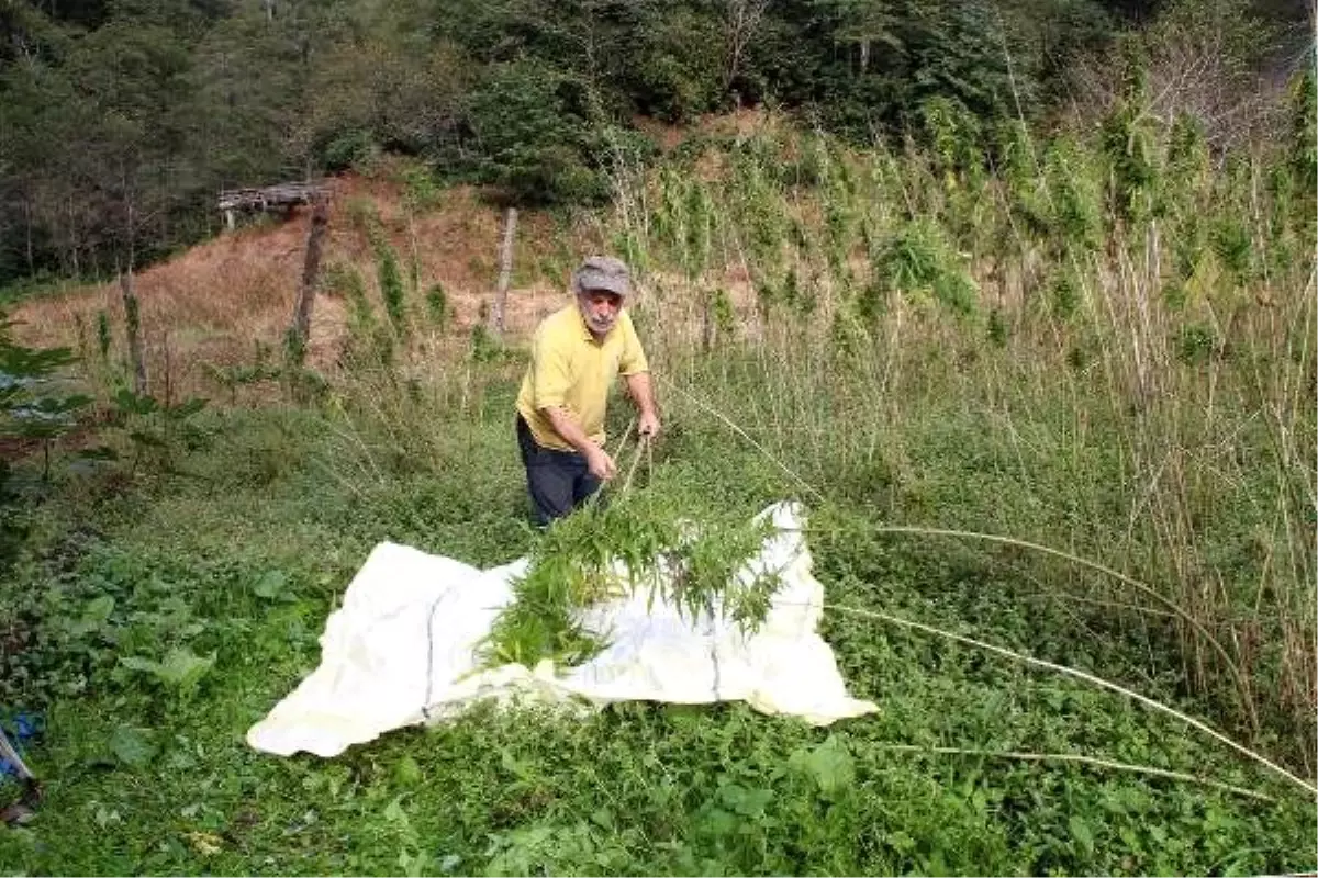 Rize\'de, 60 yıl sonra üretilen kenevir hasat ediliyor