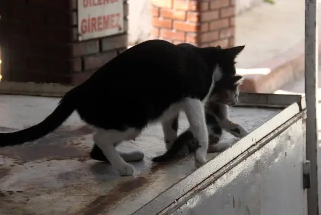 Sikisan Yavru Kediyi Baska Anne Kedi Kurtardi Son Dakika