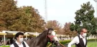 TİGEM tay satışı yaptı