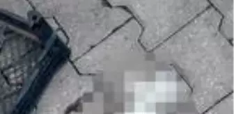 3 köpek, kedinin ayaklarını koparıp boğdu