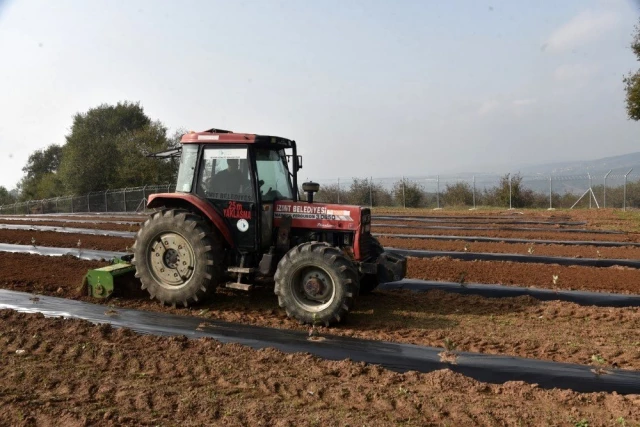 İzmit'te aronya meyvesini toprakla buluşturdu