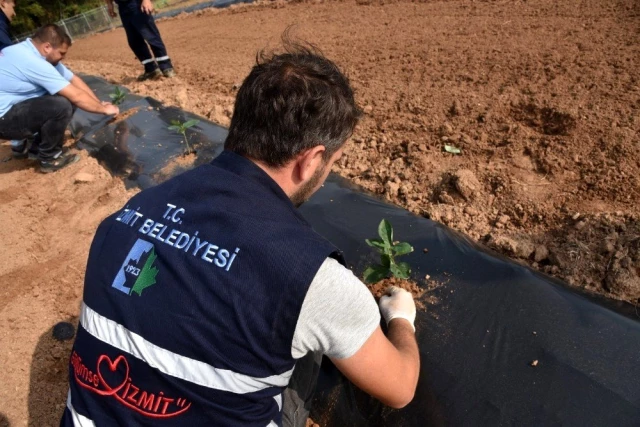 İzmit'te aronya meyvesini toprakla buluşturdu