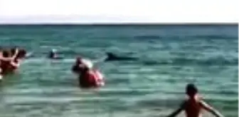 Kıyıda yüzen yunuslar ilgi odağı oldu